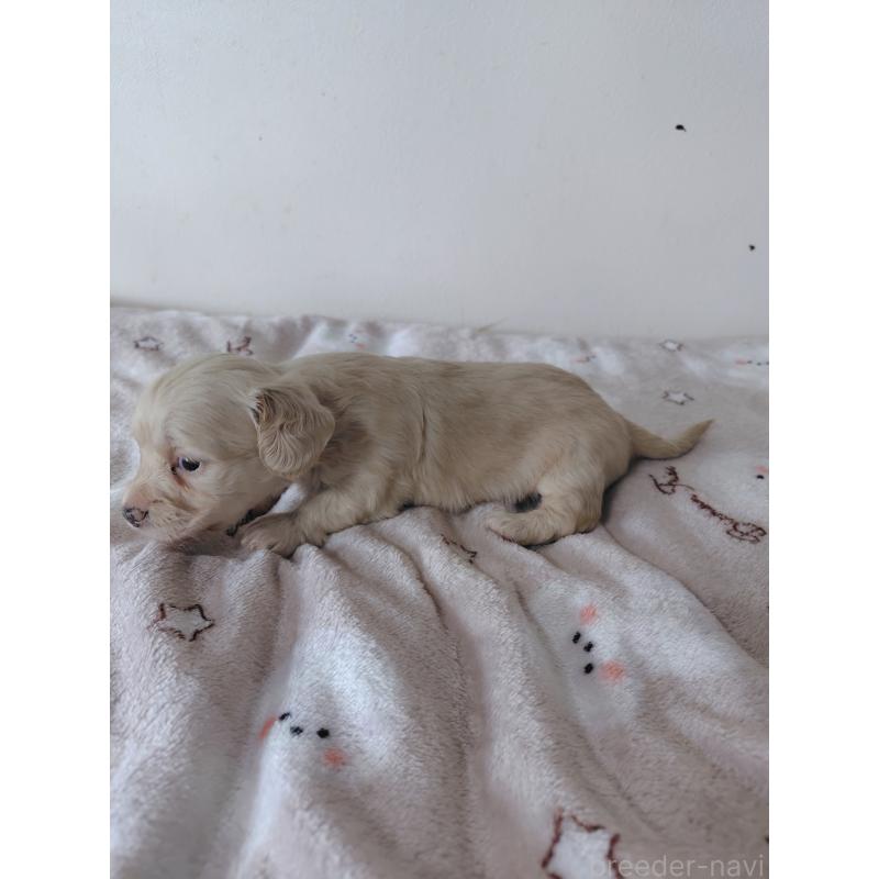 販売中の岡山県のチワックス:チワワ×ミニチュアダックスフンド-450376の5枚目