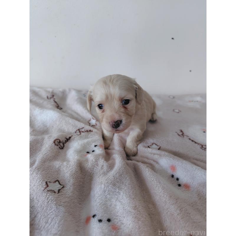 販売中の岡山県のチワックス:チワワ×ミニチュアダックスフンド-450376の4枚目