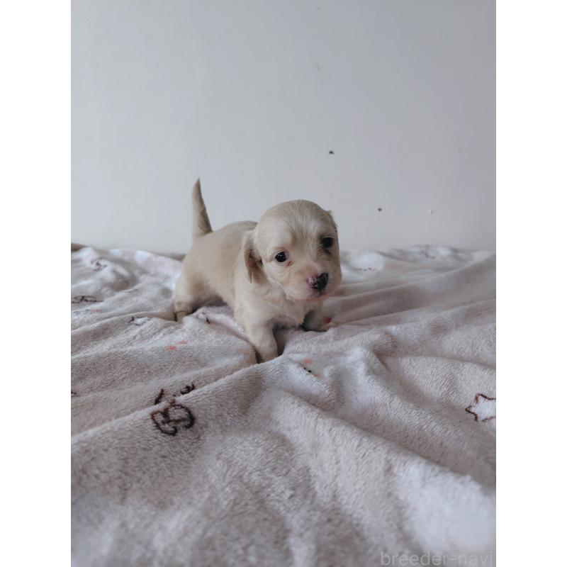 販売中の岡山県のチワックス:チワワ×ミニチュアダックスフンド-450376の3枚目