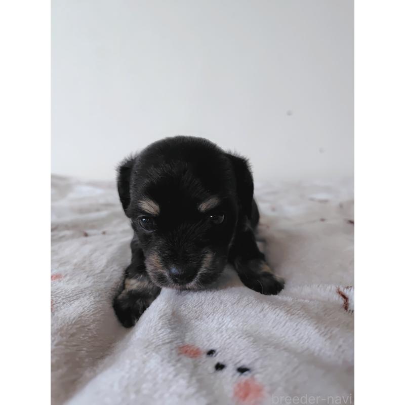 販売中の岡山県のチワックス:チワワ×ミニチュアダックスフンド-450378の8枚目