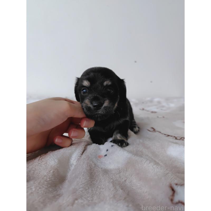 販売中の岡山県のチワックス:チワワ×ミニチュアダックスフンド-450378の6枚目