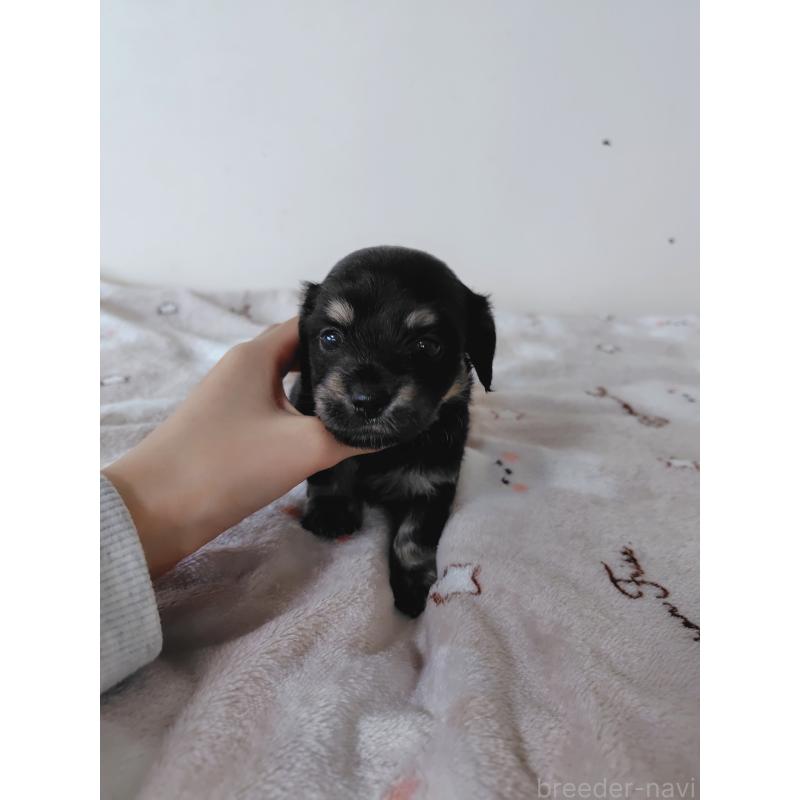 販売中の岡山県のチワックス:チワワ×ミニチュアダックスフンド-450378の5枚目