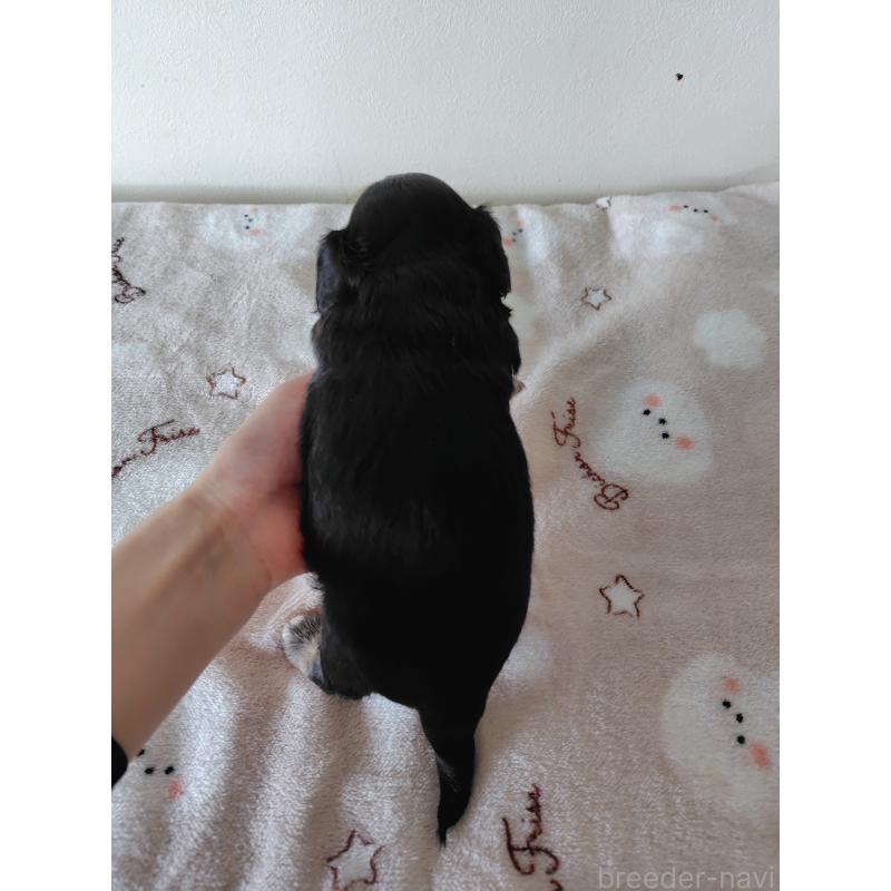 販売中の岡山県のチワックス:チワワ×ミニチュアダックスフンド-450378の4枚目