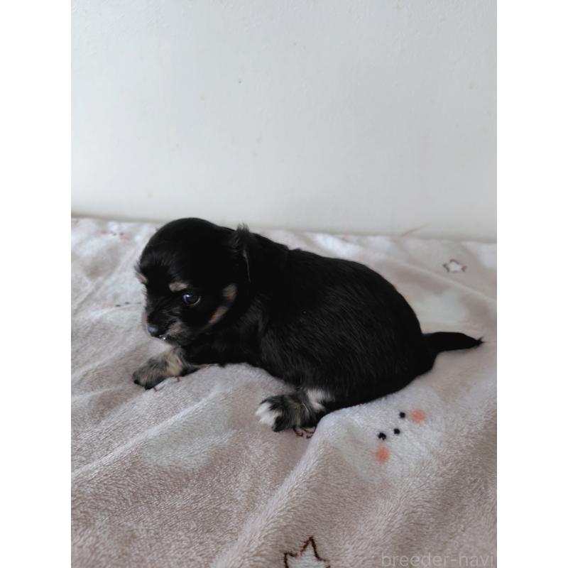 販売中の岡山県のチワックス:チワワ×ミニチュアダックスフンド-450378の3枚目