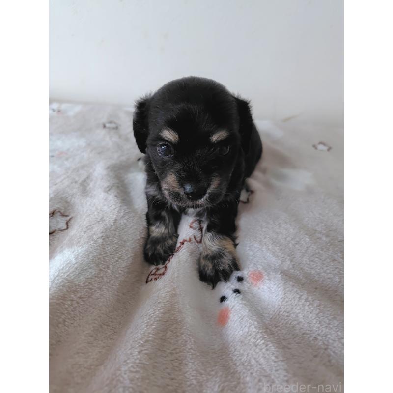 販売中の岡山県のチワックス:チワワ×ミニチュアダックスフンド-450378の2枚目