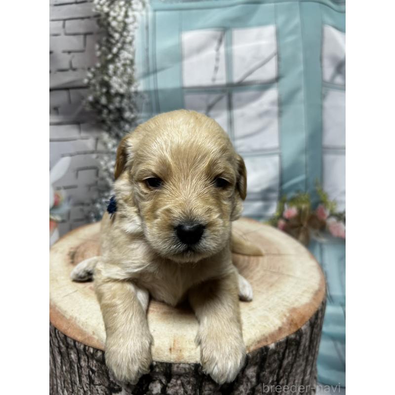 販売中の北海道のラブラドゥードル:ラブラドールレトリーバー×プードル-450380の12枚目