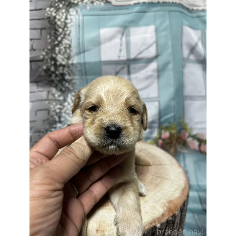 販売中の北海道のラブラドゥードル:ラブラドールレトリーバー×プードル-450380の11枚目