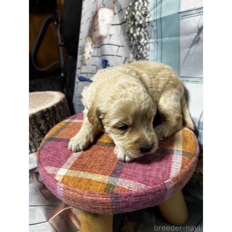 販売中の北海道のラブラドゥードル:ラブラドールレトリーバー×プードル-450380の10枚目