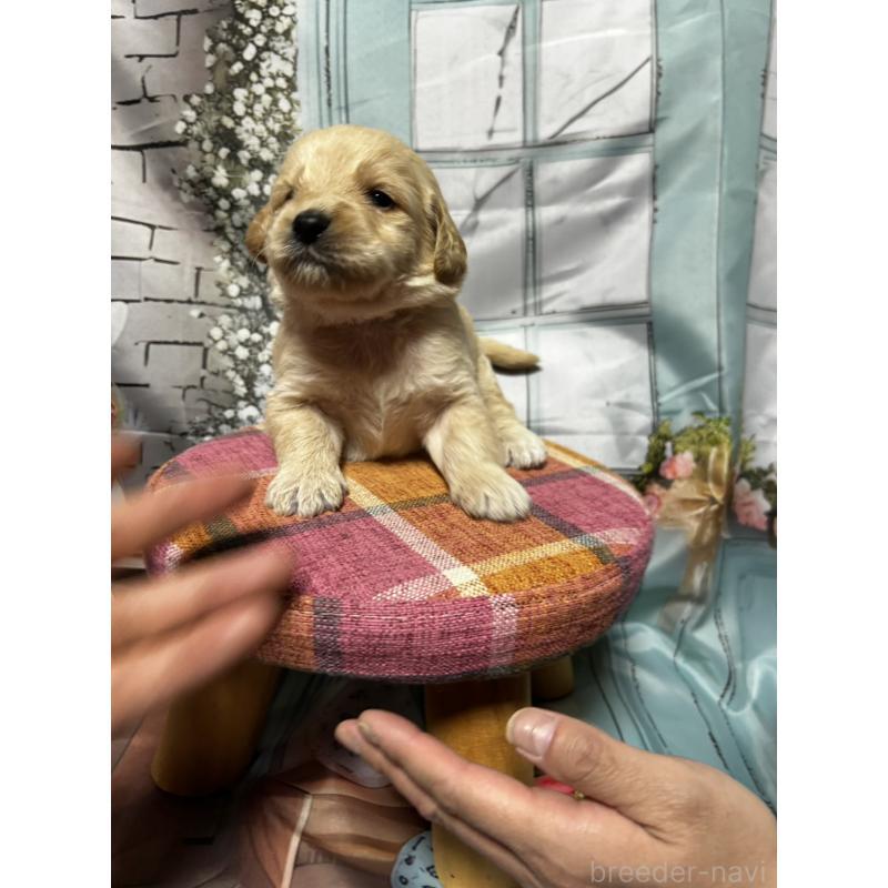 販売中の北海道のラブラドゥードル:ラブラドールレトリーバー×プードル-450380の9枚目