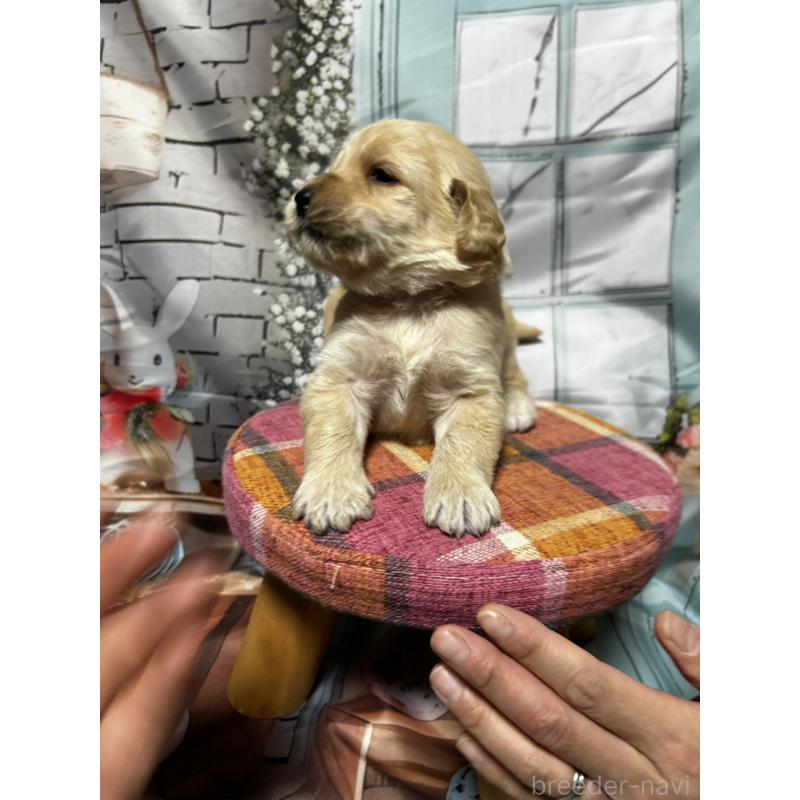 販売中の北海道のラブラドゥードル:ラブラドールレトリーバー×プードル-450380の8枚目