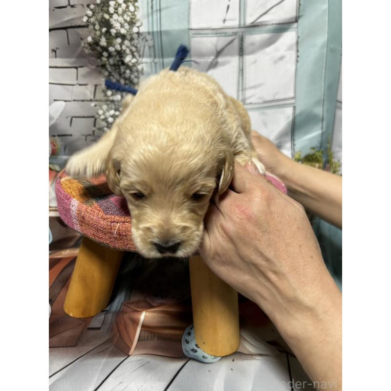 販売中の北海道のラブラドゥードル:ラブラドールレトリーバー×プードル-450380の7枚目