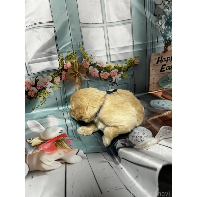 販売中の北海道のラブラドゥードル:ラブラドールレトリーバー×プードル-450380の6枚目