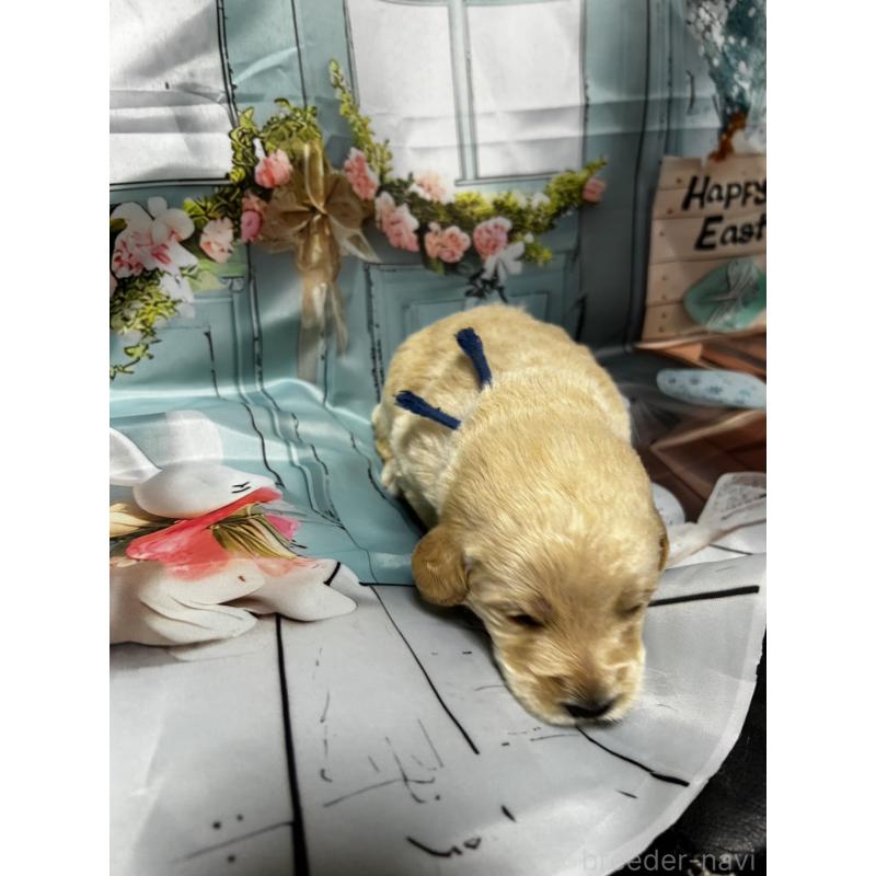 販売中の北海道のラブラドゥードル:ラブラドールレトリーバー×プードル-450380の5枚目