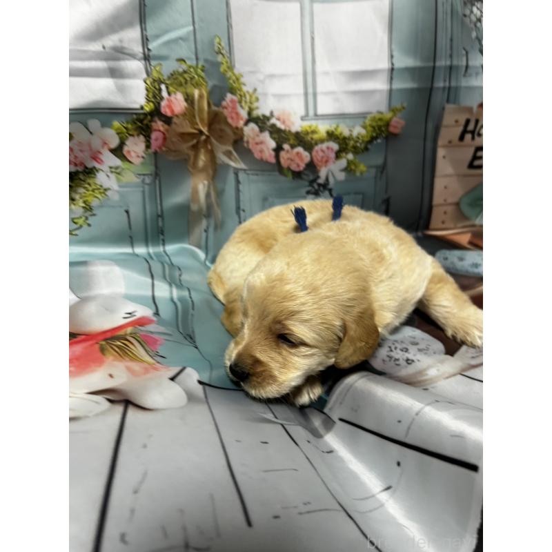 販売中の北海道のラブラドゥードル:ラブラドールレトリーバー×プードル-450380の4枚目