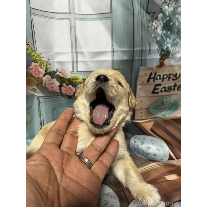 販売中の北海道のラブラドゥードル:ラブラドールレトリーバー×プードル-450380の3枚目