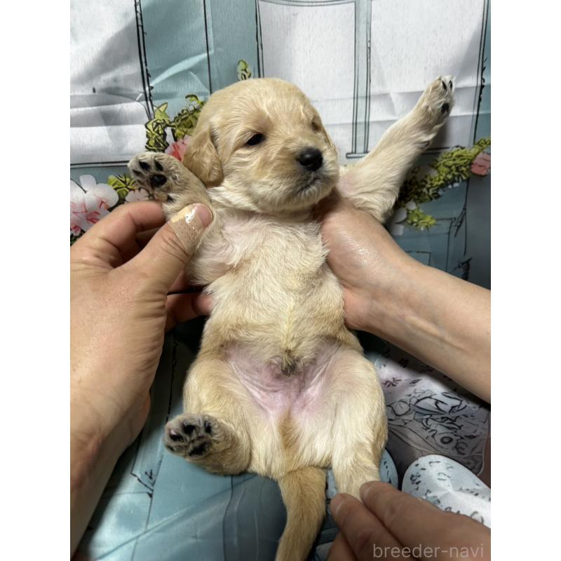 販売中の北海道のラブラドゥードル:ラブラドールレトリーバー×プードル-450380の2枚目