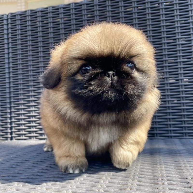 販売中の山梨県のペキニーズ-450383の1枚目