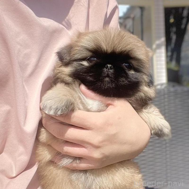 販売中の山梨県のペキニーズ-450383の14枚目