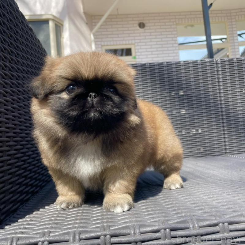 販売中の山梨県のペキニーズ-450383の11枚目