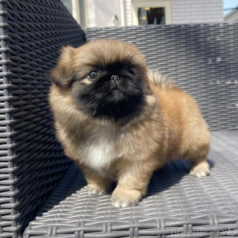 販売中の山梨県のペキニーズ-450383の10枚目