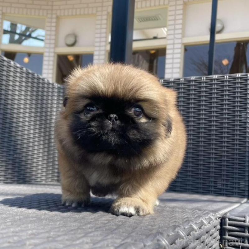 販売中の山梨県のペキニーズ-450383の9枚目