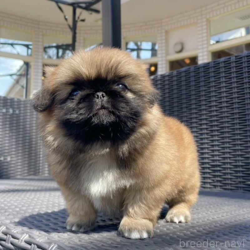 販売中の山梨県のペキニーズ-450383の8枚目