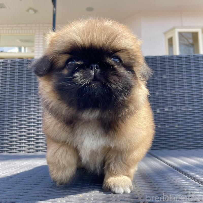 販売中の山梨県のペキニーズ-450383の7枚目