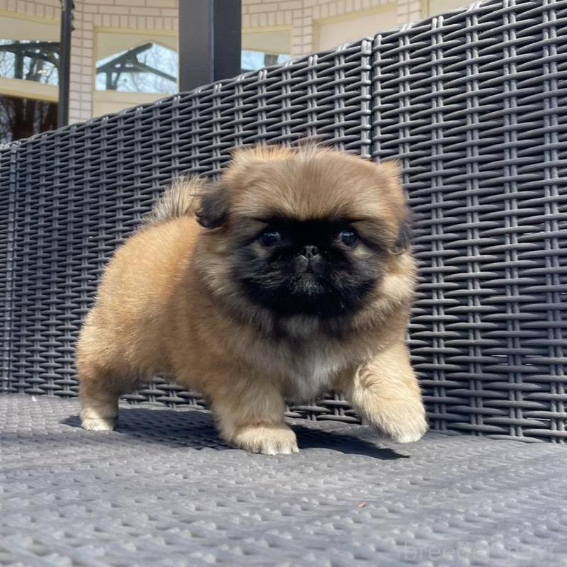 販売中の山梨県のペキニーズ-450383の6枚目