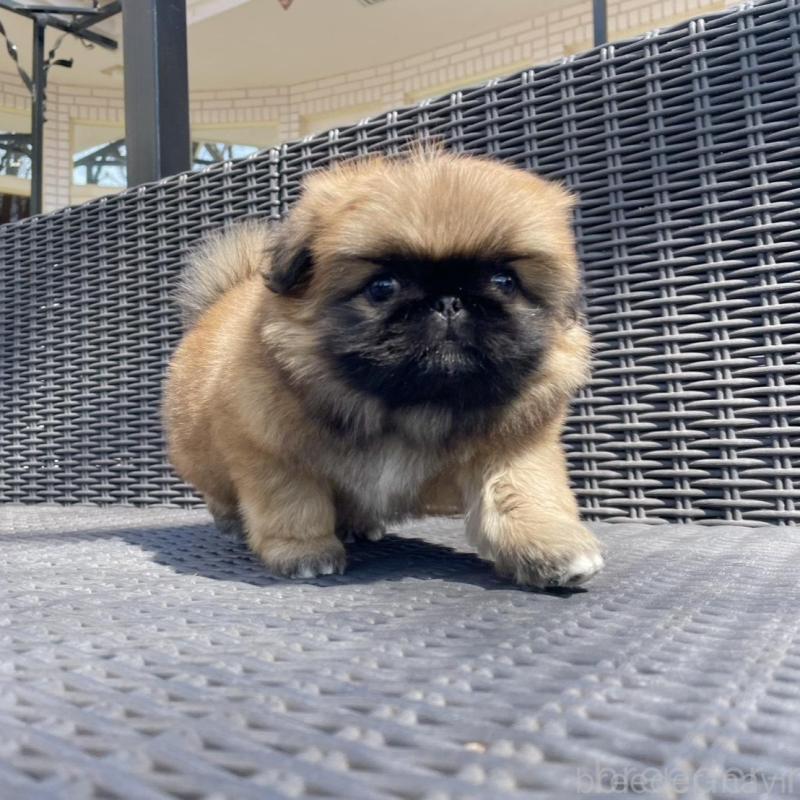 販売中の山梨県のペキニーズ-450383の5枚目