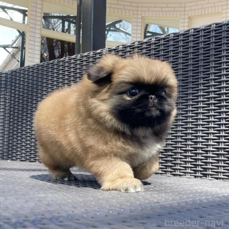 販売中の山梨県のペキニーズ-450383の4枚目
