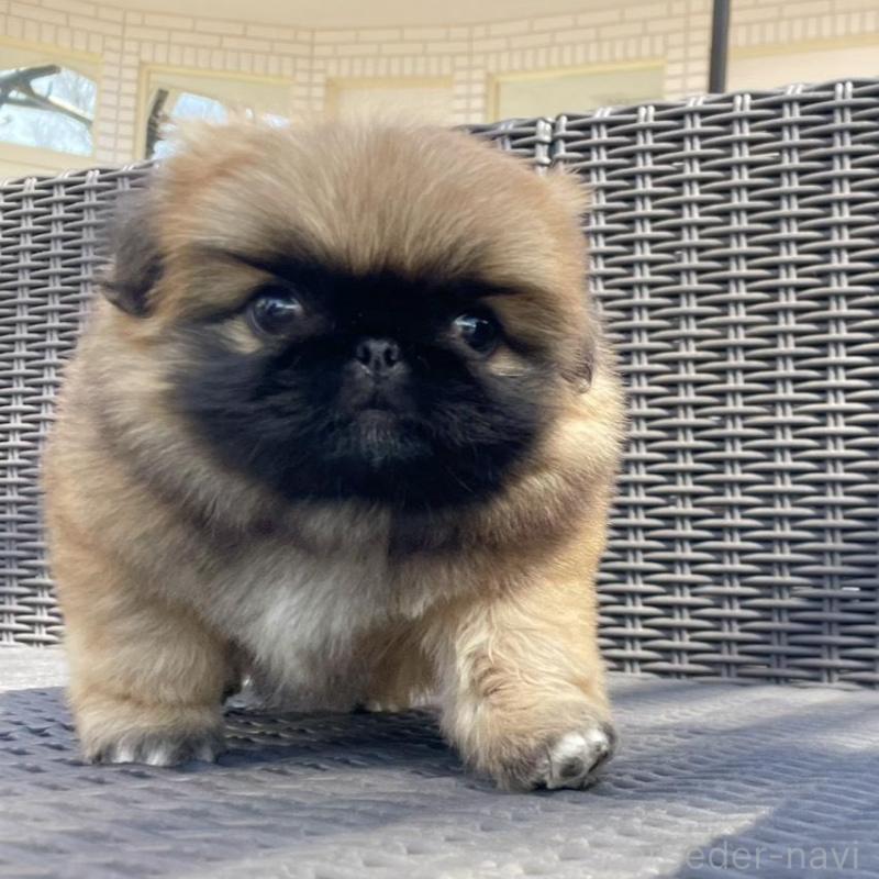 販売中の山梨県のペキニーズ-450383の3枚目