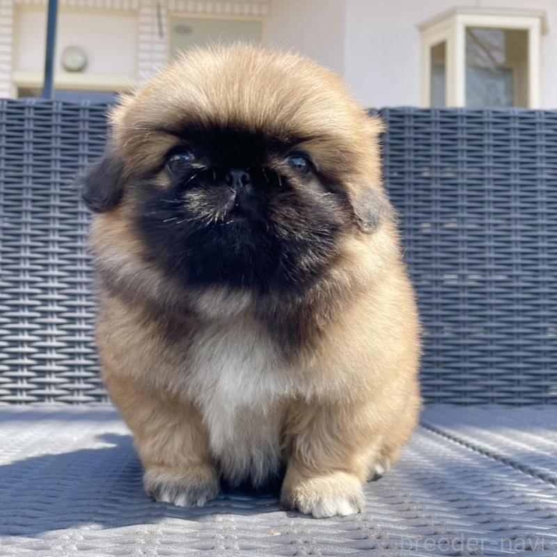 販売中の山梨県のペキニーズ-450383の2枚目