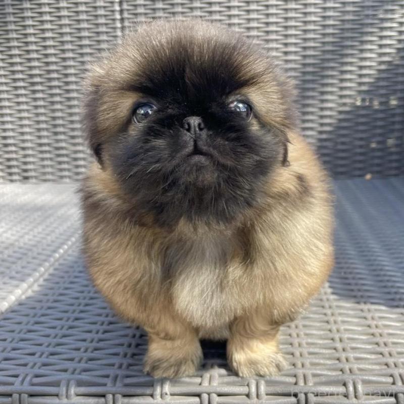 販売中の山梨県のペキニーズ-450385