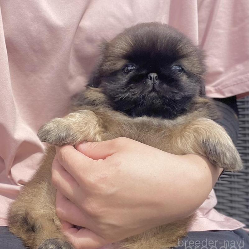 販売中の山梨県のペキニーズ-450385の9枚目