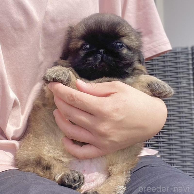 販売中の山梨県のペキニーズ-450385の8枚目