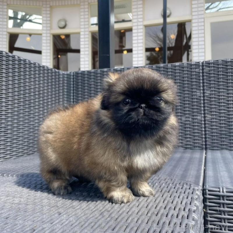 販売中の山梨県のペキニーズ-450385の7枚目