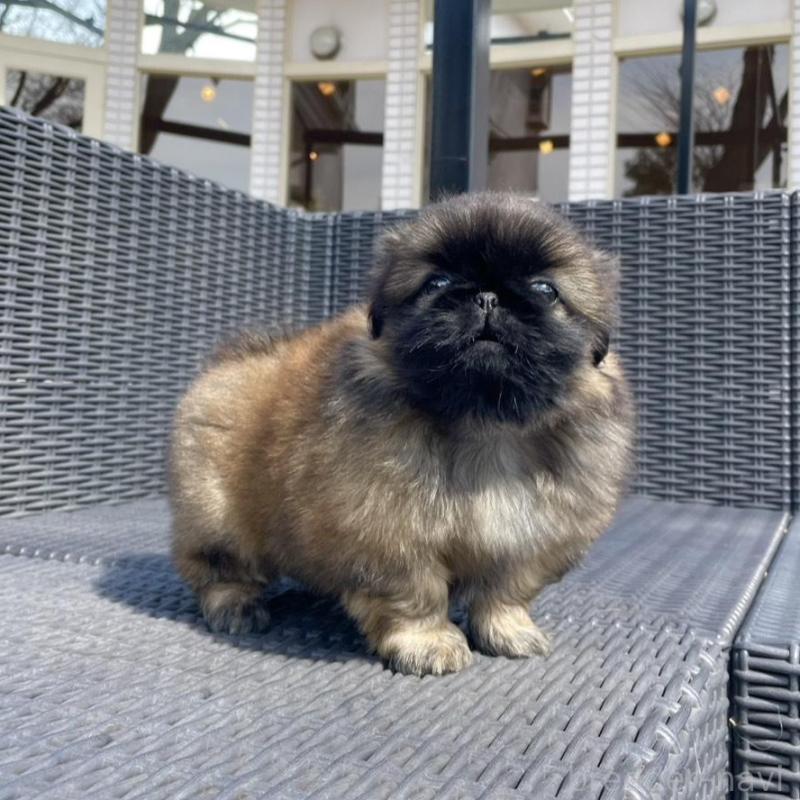 販売中の山梨県のペキニーズ-450385の6枚目