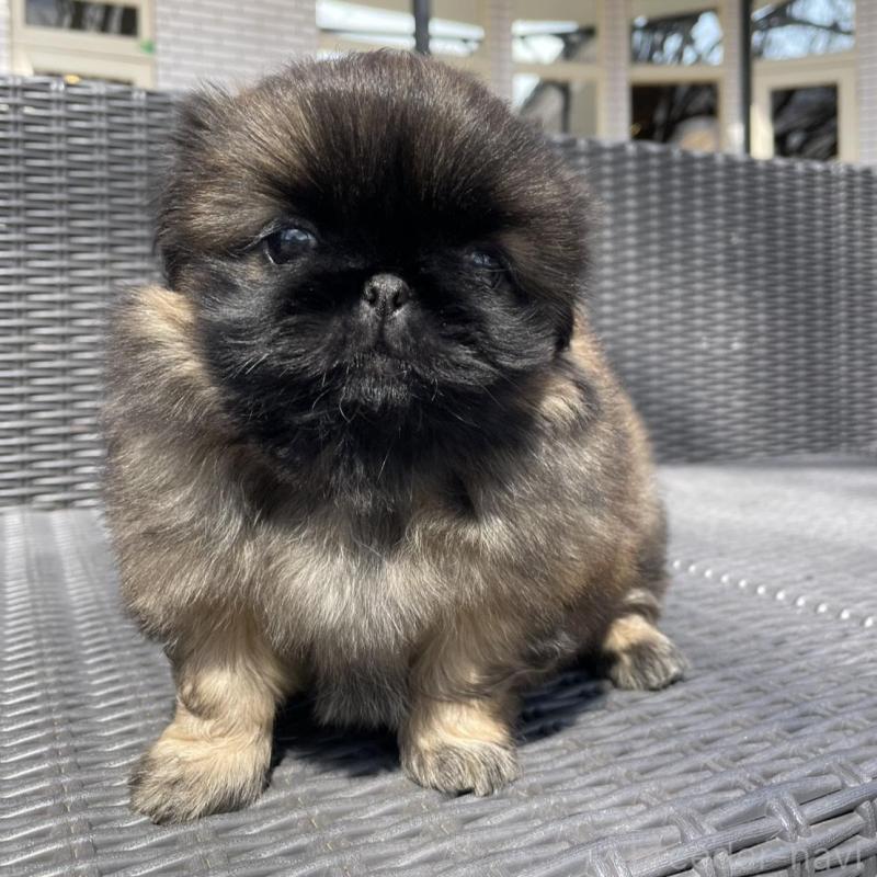 販売中の山梨県のペキニーズ-450385の5枚目