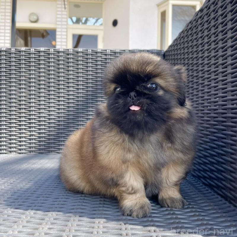 販売中の山梨県のペキニーズ-450385の4枚目