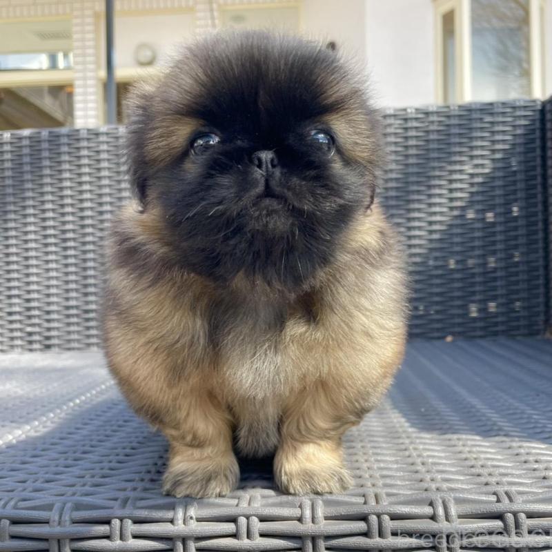 販売中の山梨県のペキニーズ-450385の3枚目