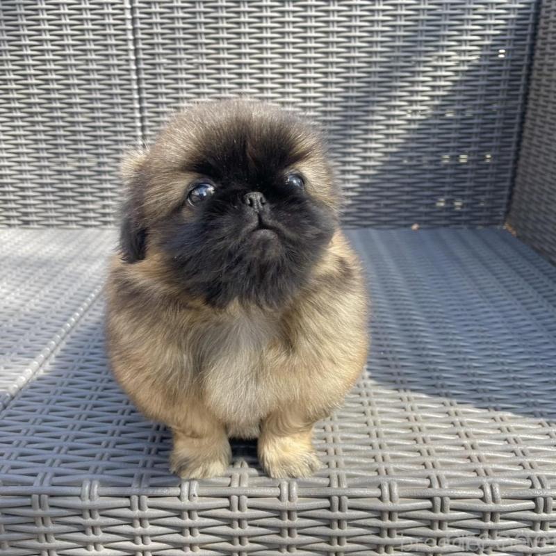 販売中の山梨県のペキニーズ-450385の2枚目