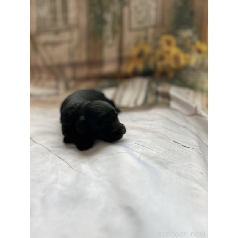 販売中の北海道のダップー:ミニチュアダックスフンド×トイプードル-450387の13枚目