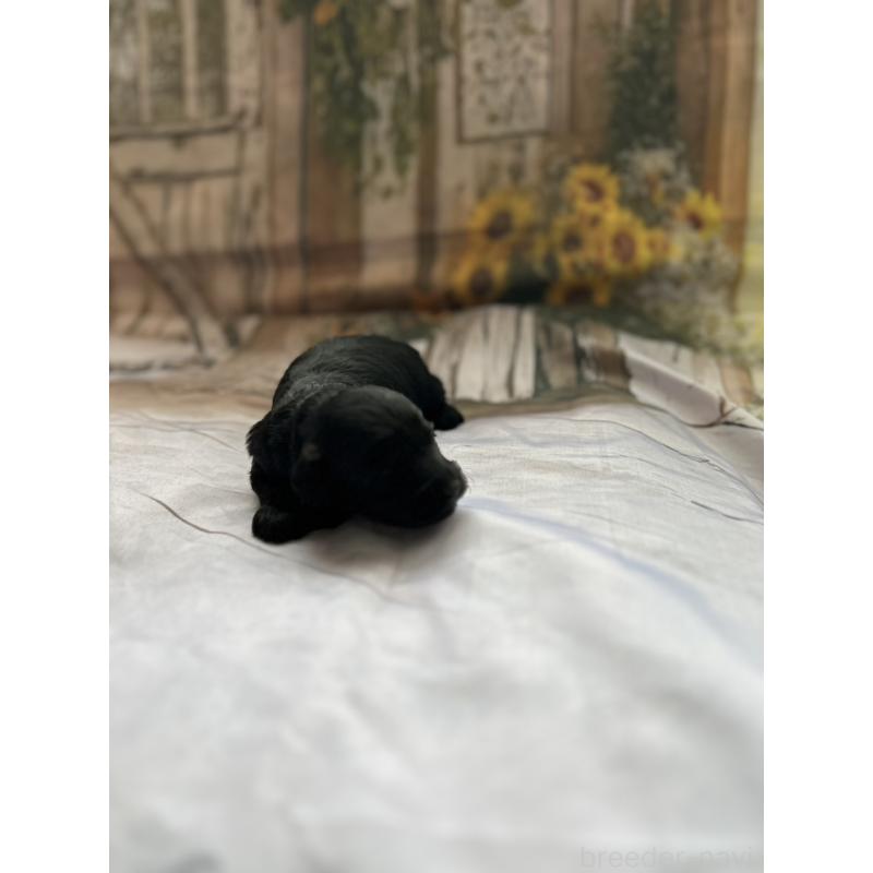 販売中の北海道のダップー:ミニチュアダックスフンド×トイプードル-450387の12枚目