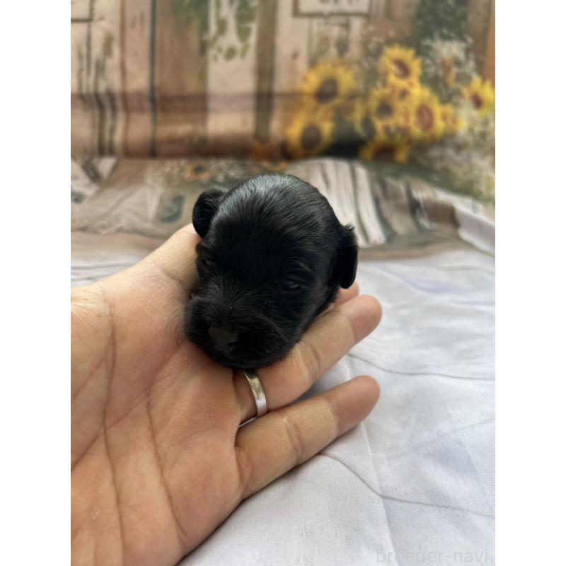 販売中の北海道のダップー:ミニチュアダックスフンド×トイプードル-450387の1枚目