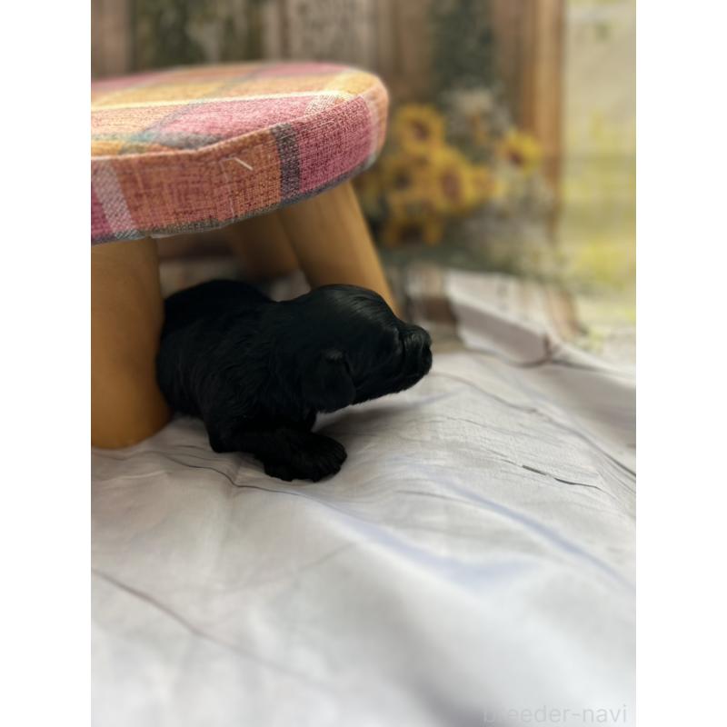 販売中の北海道のダップー:ミニチュアダックスフンド×トイプードル-450387の11枚目