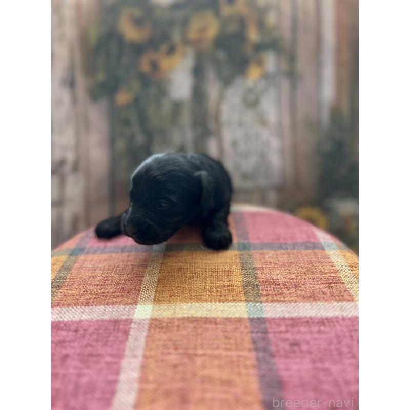 販売中の北海道のダップー:ミニチュアダックスフンド×トイプードル-450387の10枚目