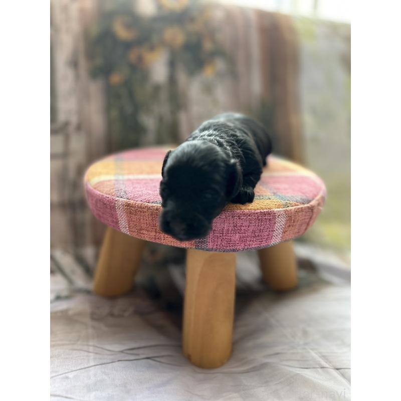 販売中の北海道のダップー:ミニチュアダックスフンド×トイプードル-450387の9枚目