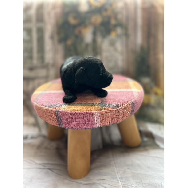 販売中の北海道のダップー:ミニチュアダックスフンド×トイプードル-450387の8枚目