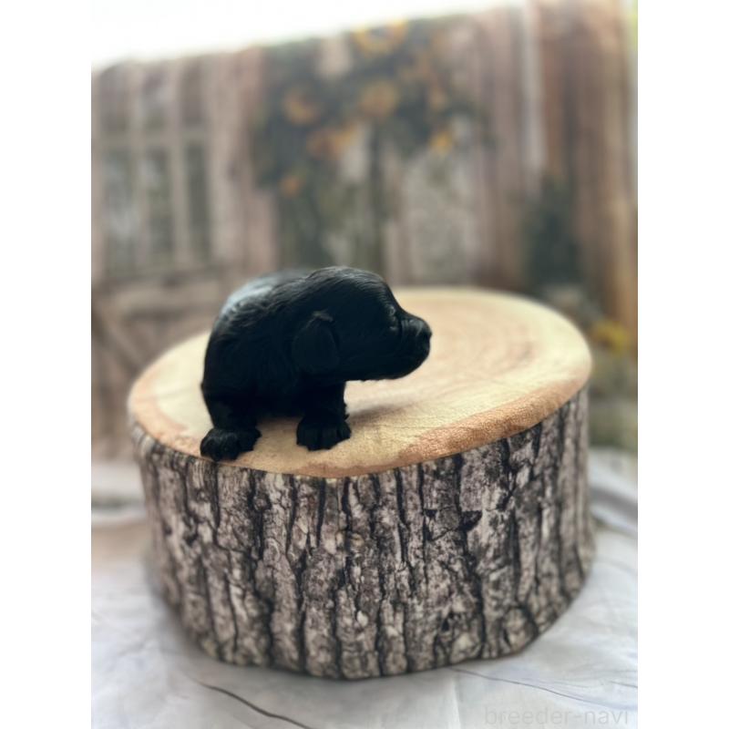 販売中の北海道のダップー:ミニチュアダックスフンド×トイプードル-450387の7枚目