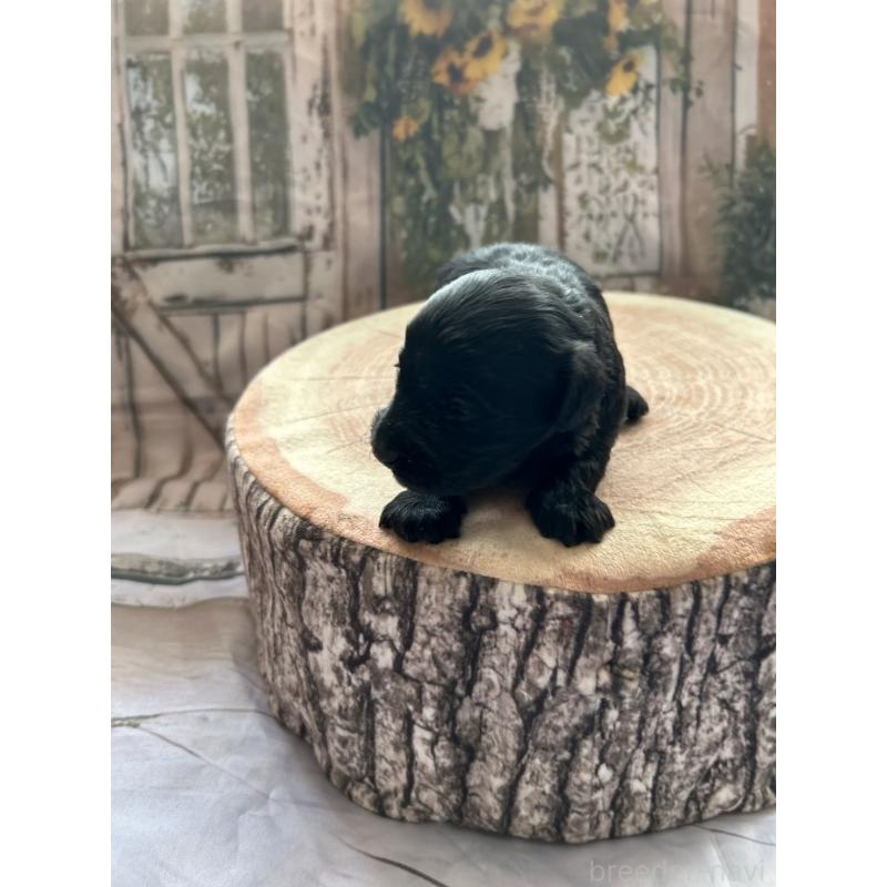 販売中の北海道のダップー:ミニチュアダックスフンド×トイプードル-450387の6枚目